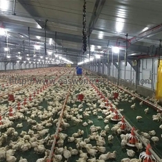 熱いすくいの鶏を耕作するための電流を通された自動家禽の動物飼育装置