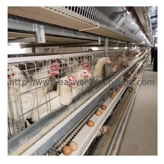 Hのタイプ自動層の家禽の農機具電池の鶏の卵の層のおりシステム