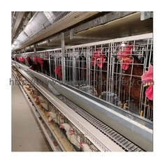 Hのタイプ自動層の家禽の農機具電池の鶏の卵の層のおりシステム