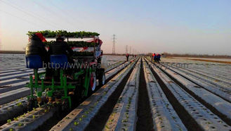 6000 - 8000plants/Hour野菜Transplanterの列の間隔30 - 60cm
